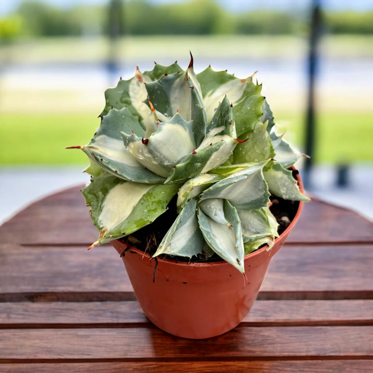 Agave Potatorum Ouhi-raijin Variega