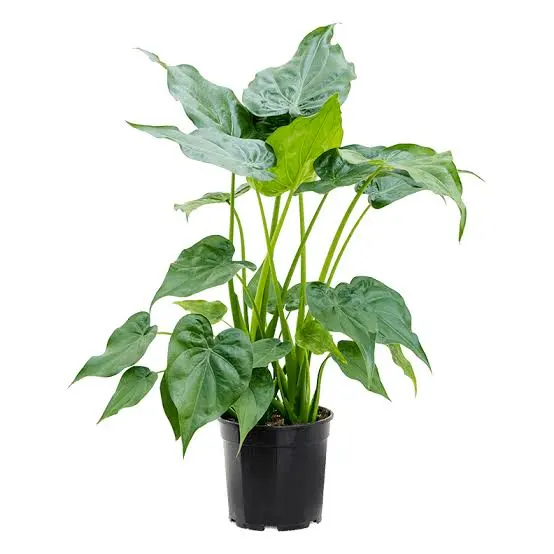 Alocasia Cucullata