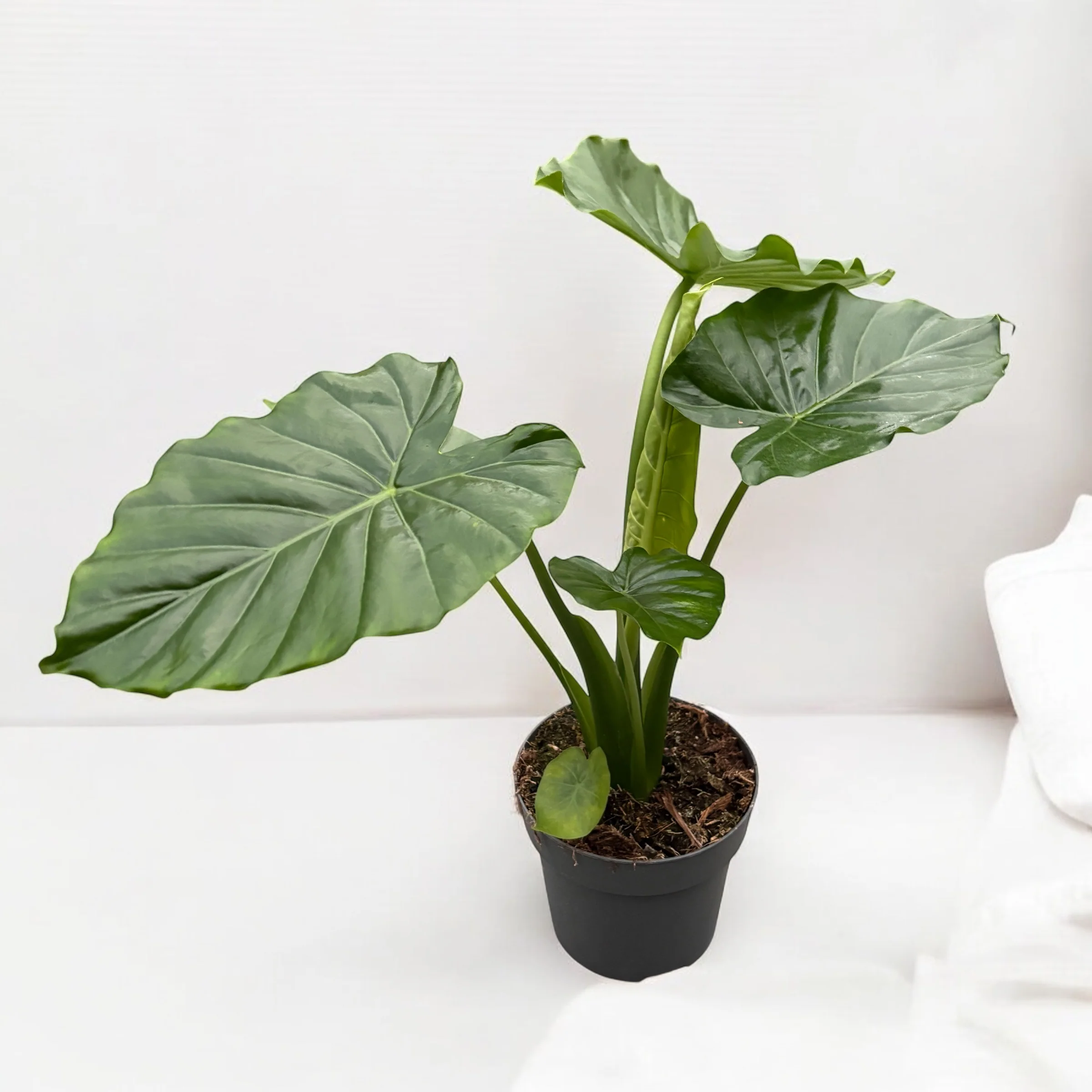 Alocasia Gageana